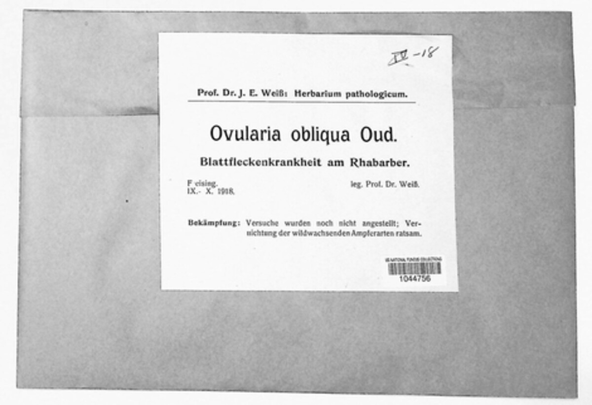 Ovularia obliqua image